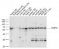 HSP70 Rabbit pAb